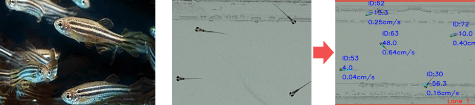 물고기 행동 분석