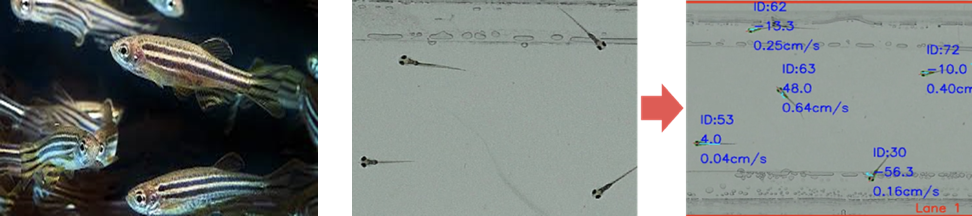 물고기 (Zebrafish) 행동 분석을 통한 난청 억제 및 예방을 위한 치료법 및 신약 개발